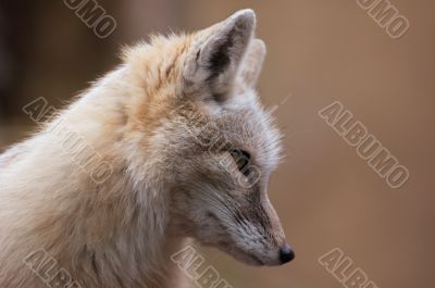 corsac fox