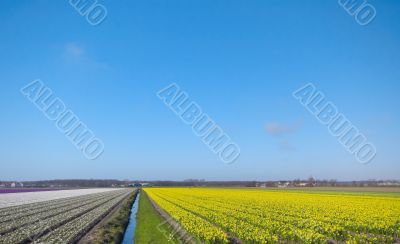 flower bed in spring