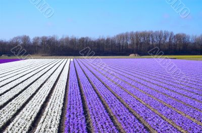 flower bed in spring