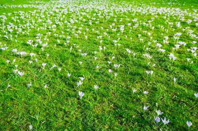 springflower background