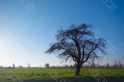 tree in the field