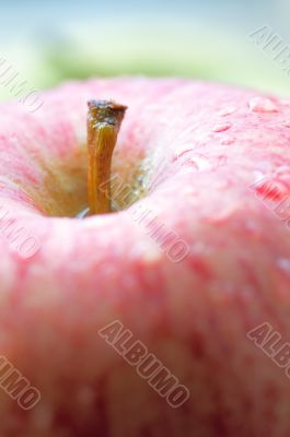 Macro photo of an apple