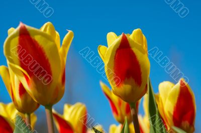 colorful dutch tulips