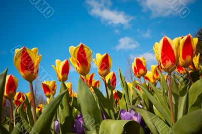 colorful dutch tulips