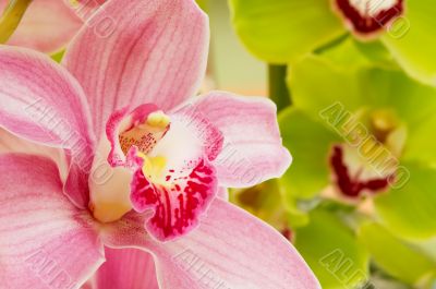 colorful orchids