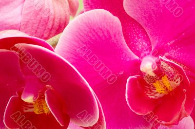 colorful orchids
