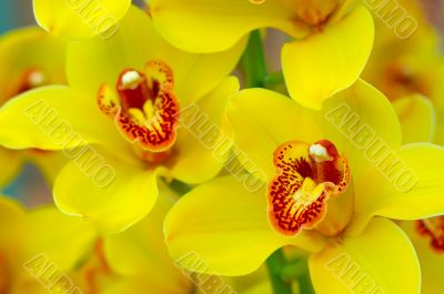 colorful orchids