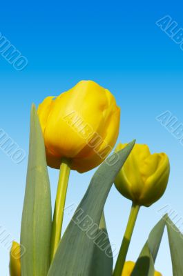 colorful dutch tulips