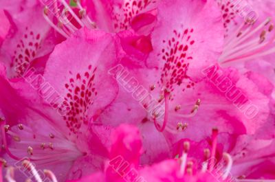 pink flower macro
