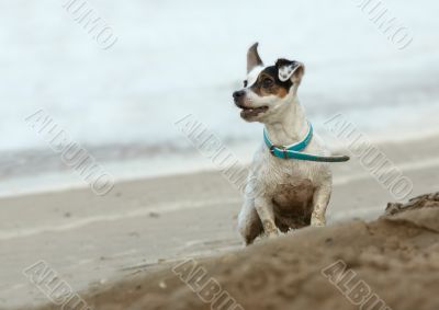 small dog on the beach