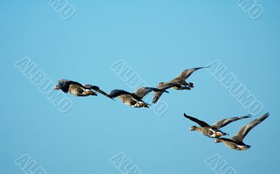 geese in flight