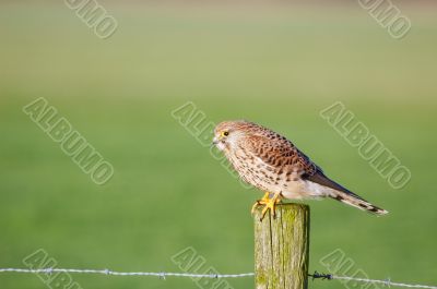 falcon
