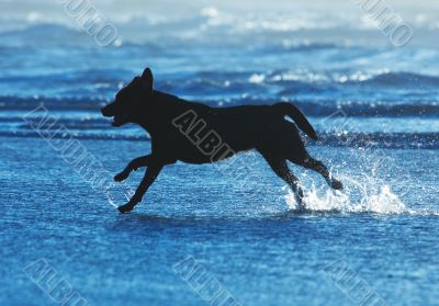 dog running on the beach