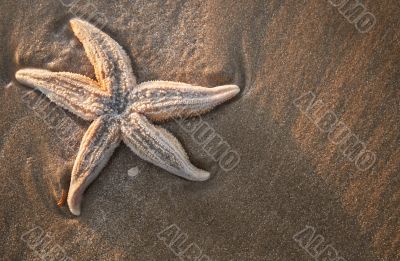 starfish on the beach