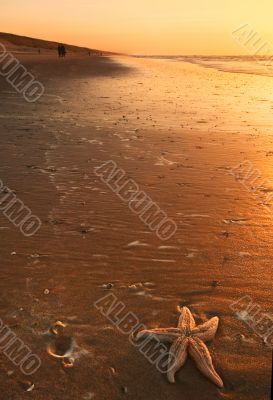 starfish and sunset