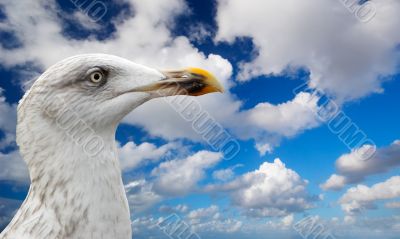 close-up of a seagull