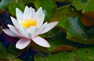 waterlily