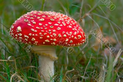 toadstool