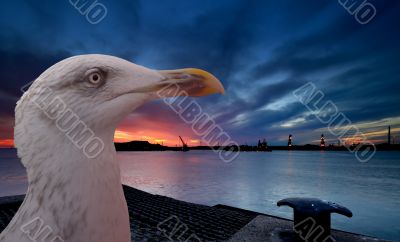 Seagull and sunset