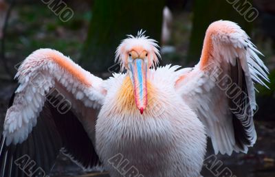 beautiful pelican