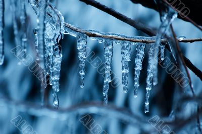 ice on a tree