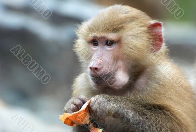 a cute monkey eating