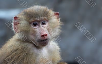 cute monkey