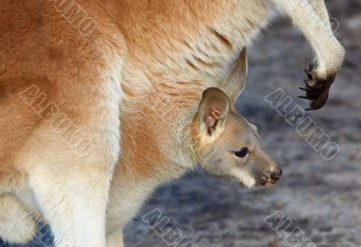 mother and baby kangaroo