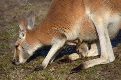 mother and baby kangaroo