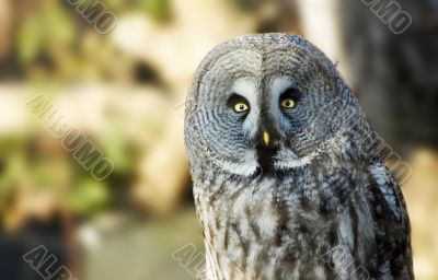 owl portrait