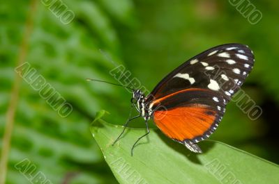 beautiful butterfly
