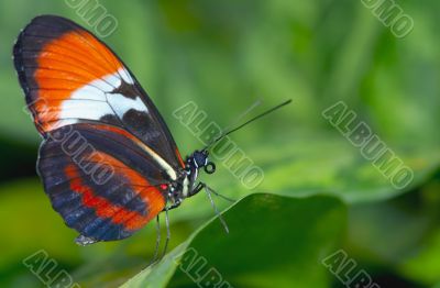 beautiful butterfly
