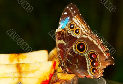 beautiful butterfly