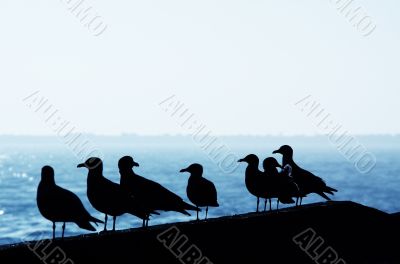 seagulls in the harbor