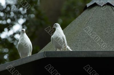 white doves