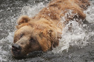 bear in water