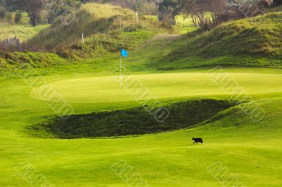 cat on golf course