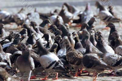 city pigeons