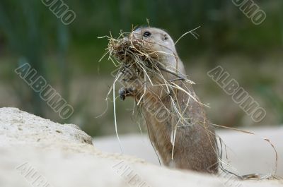 Prairie Dog