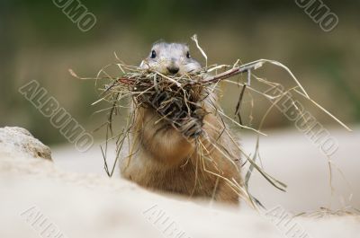 Prairie Dog