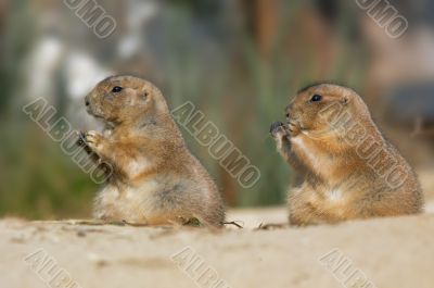Prairie Dog