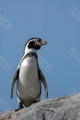cute penguin