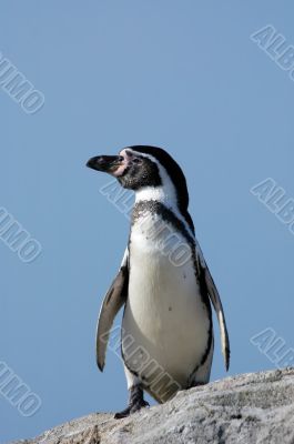 cute penguin