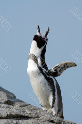 cute penguin