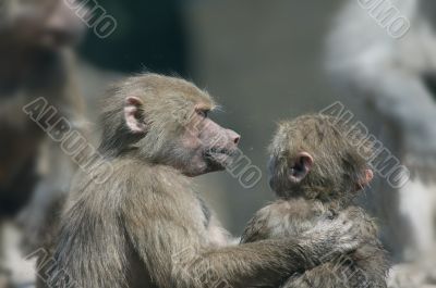 buddies