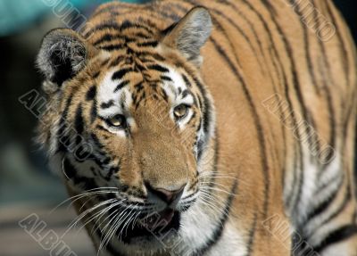 beautiful tiger