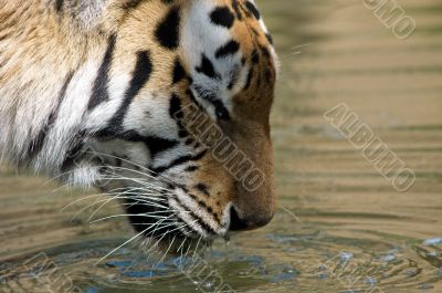 beautiful tiger drinking