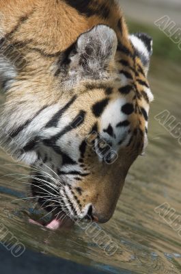 beautiful tiger drinking