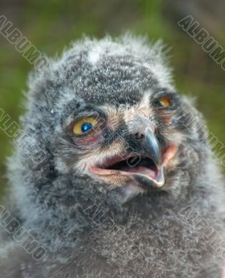 cute baby owl