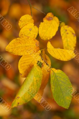 autumn